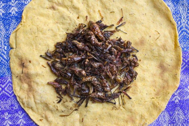 High angle view pile of roasted Oaxacan grasshoppers on traditional homemade corn tortilla. High angle view pile of roasted Oaxacan grasshoppers on traditional homemade corn tortilla