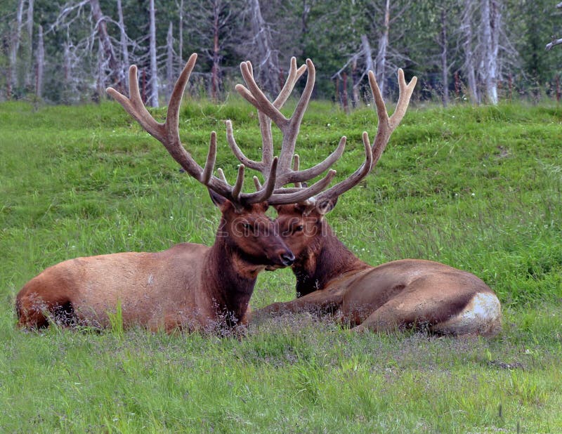 Μερικό Caribou στην Αλάσκα στοκ φωτογραφίες με δικαίωμα ελεύθερης χρήσης Μερικό Caribou στην Αλάσκα στοκ φωτογραφίες με δικαίωμα ελεύθερης χρήσης