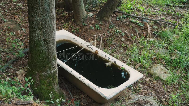 μεταλλική λεκάνη στο δάσος γεμάτη νερό για ζώα. οι άλπεις το καλοκαίρι.