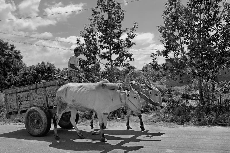 Transport- Traditional Village bullock cart -Srirangapatna | Near Mysore - Karnataka-INDIA. Transport- Traditional Village bullock cart -Srirangapatna | Near Mysore - Karnataka-INDIA