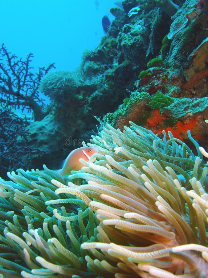 μεφίτιδα nemo anemone στοκ εικόνα με δικαίωμα ελεύθερης χρήσης