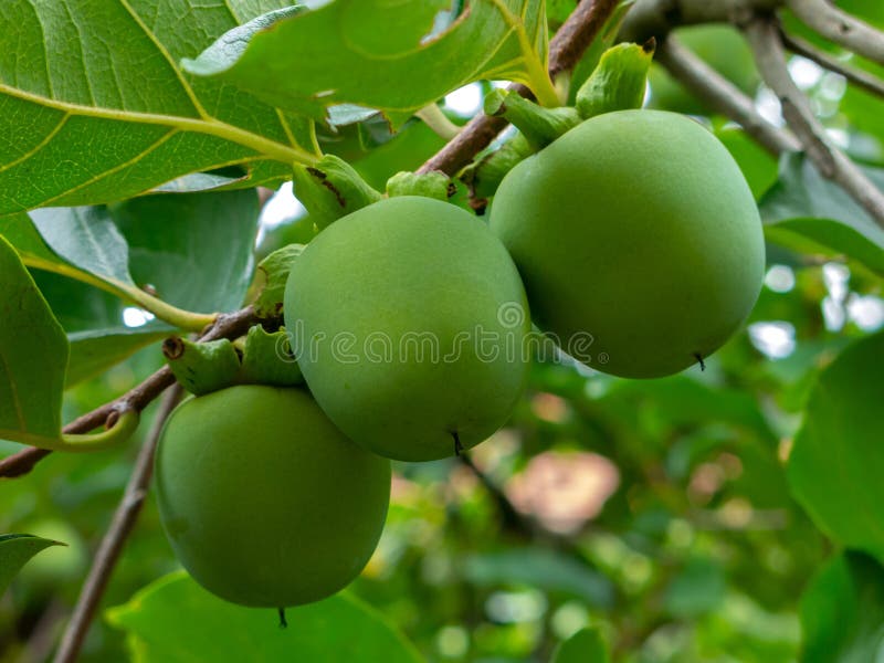 Μη ώριμο πράσινο Kaki χακί, Persimmon φρούτα στο δέντρο στοκ εικόνες
