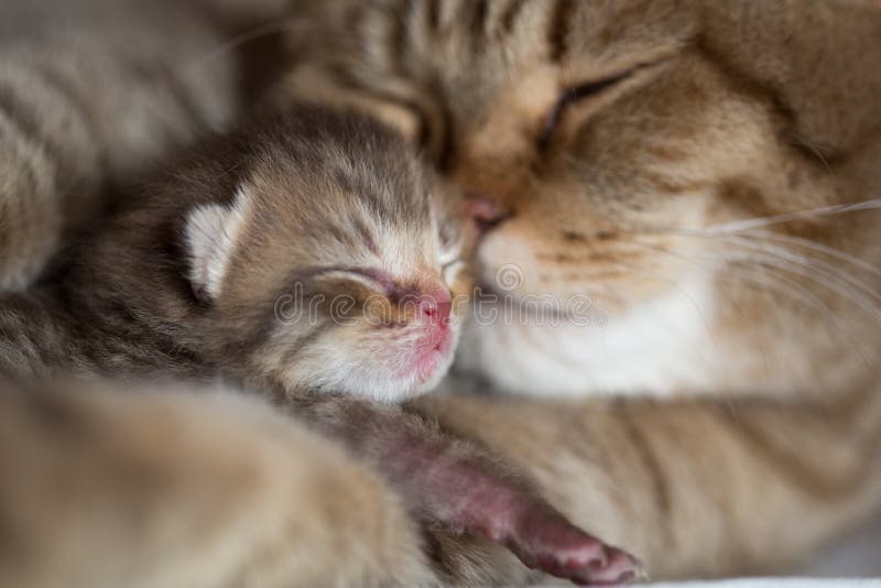 Μητέρα γατών και νέο μάγουλο ύπνου γατακιών στο μάγουλο από κοινού