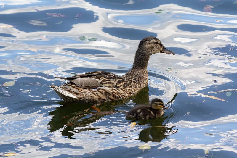 Μητέρα πάπια mallard που κολυμπάει στη λίμνη στοκ εικόνα
