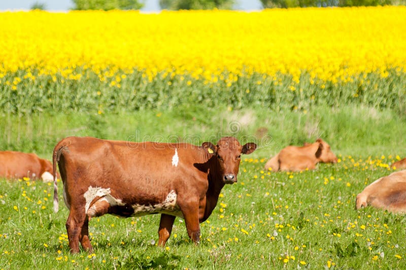 Μια αγελάδα σε έναν τομέα με τη χλόη και τις πικραλίδες