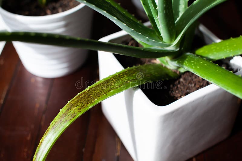 An Aloe Vera succulent houseplant sits in a white pot with signs of overwatering. These black/brown spots on the leaves appear from too much water too frequently.  Also called water-soaked spots. An Aloe Vera succulent houseplant sits in a white pot with signs of overwatering. These black/brown spots on the leaves appear from too much water too frequently.  Also called water-soaked spots
