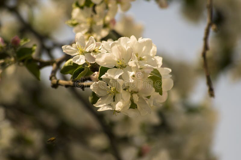 White "mist" apple flowers on a tree branch in the middle of spring . White "mist" apple flowers on a tree branch in the middle of spring .