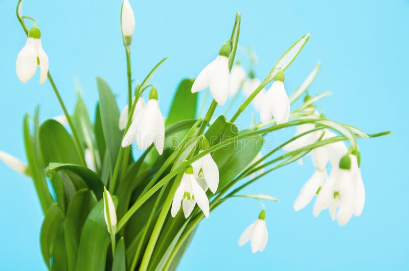 Μια ανθοδέσμη άνοιξη των snowdrops σε ένα μπλε υπόβαθρο στοκ φωτογραφία Μια ανθοδέσμη άνοιξη των snowdrops σε ένα μπλε υπόβαθρο στοκ φωτογραφία