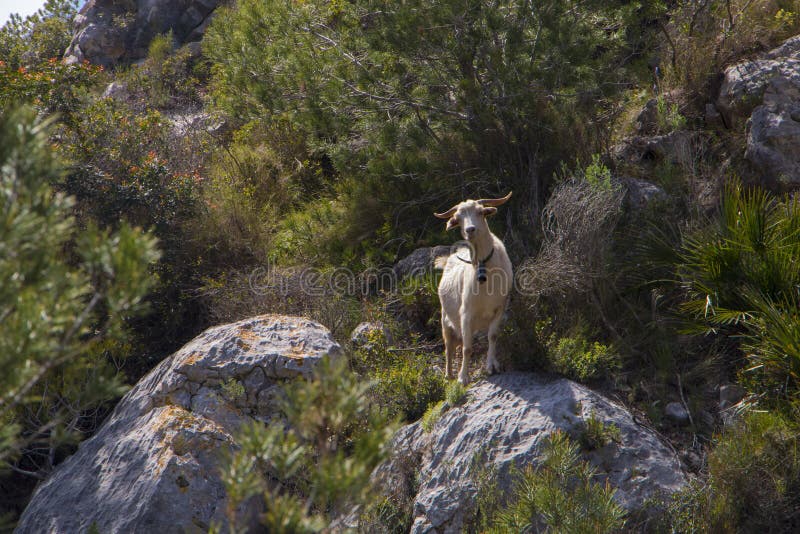 Μια απομονωμένη άσπρη αίγα με ένα κουδούνι γύρω από το λαιμό στα βουνά στοκ φωτογραφία Μια απομονωμένη άσπρη αίγα με ένα κουδούνι γύρω από το λαιμό στα βουνά στοκ φωτογραφία