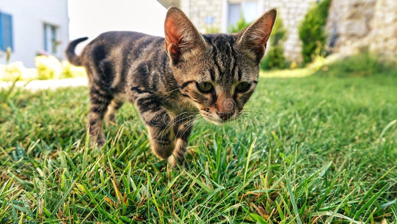 View of a kitten tabby cat chasing prey. View of a kitten tabby cat chasing prey