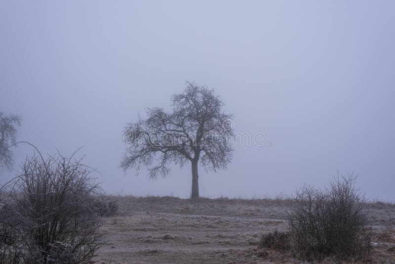 A leafless fruit tree on a misty morning in a winter landscape. A leafless fruit tree on a misty morning in a winter landscape