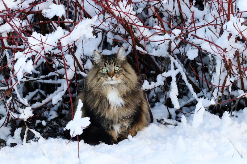 A female Norwegian Forest Cat sits in winter in the snow under a bush. A female Norwegian Forest Cat sits in winter in the snow under a bush.