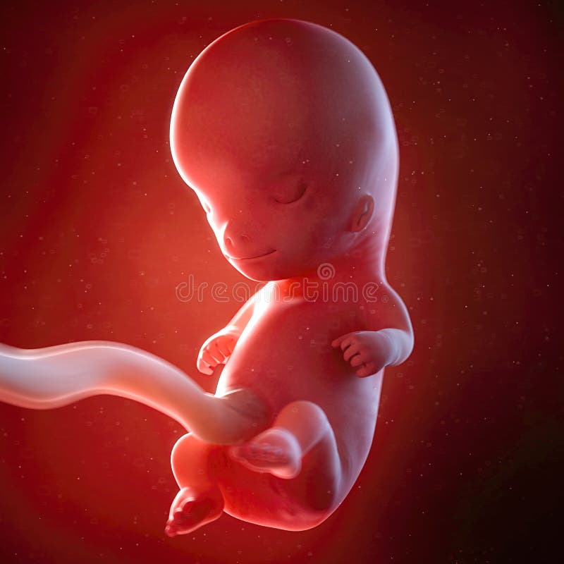 3d rendered medically accurate illustration of a fetus week 10. 3d rendered medically accurate illustration of a fetus week 10