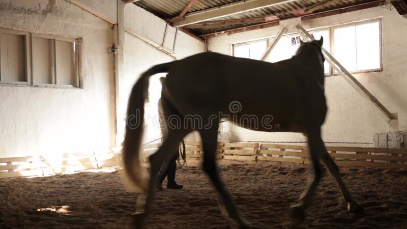 μια ηλικιωμένη γυναίκα προπονεί ένα άλογο στην αρένα. ένα άλογο πηγαίνει στην άμμο. απόθεμα βίντεο