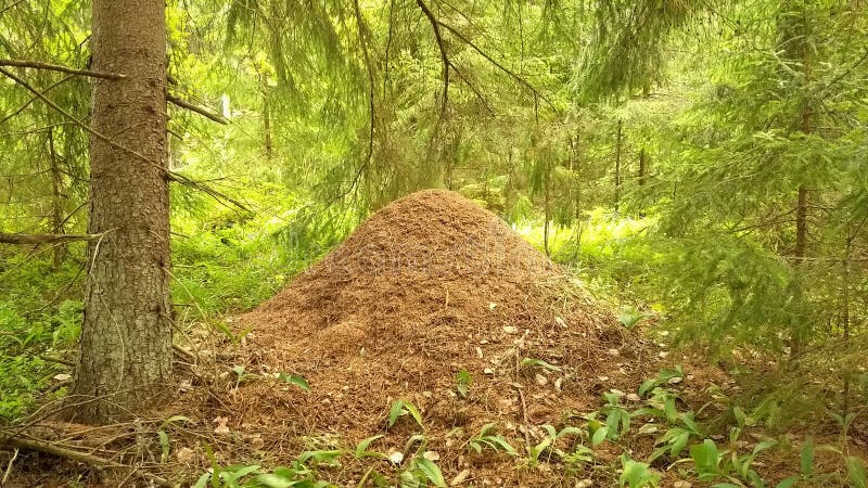 Μια κυψέλη σε έναν πιό forrest στοκ φωτογραφίες με δικαίωμα ελεύθερης χρήσης Μια κυψέλη σε έναν πιό forrest στοκ φωτογραφίες με δικαίωμα ελεύθερης χρήσης
