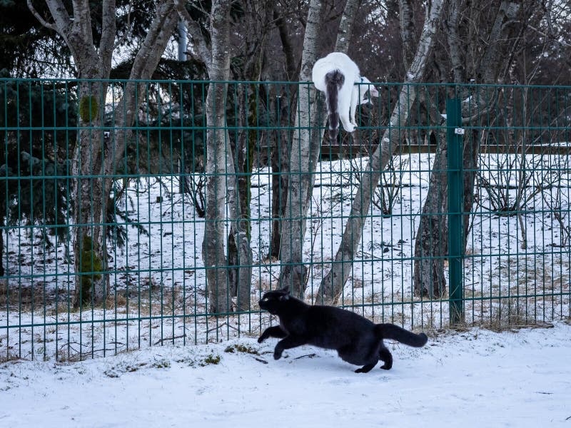 A black cat chasing a white cat climbing the fence. Snowy winter day, no people. A black cat chasing a white cat climbing the fence. Snowy winter day, no people.