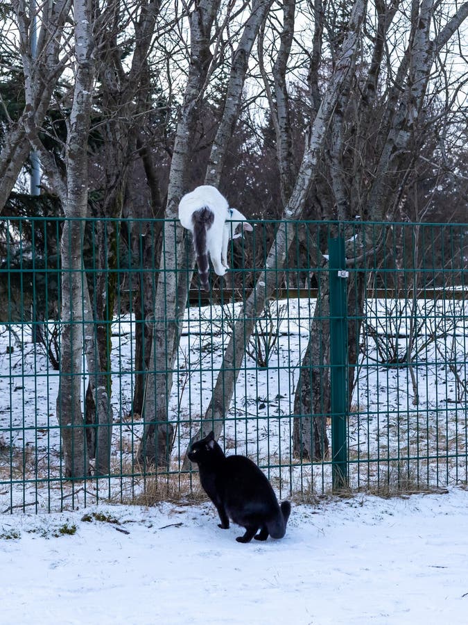 A black cat chasing a white cat climbing the fence. Snowy winter day, no people. A black cat chasing a white cat climbing the fence. Snowy winter day, no people.