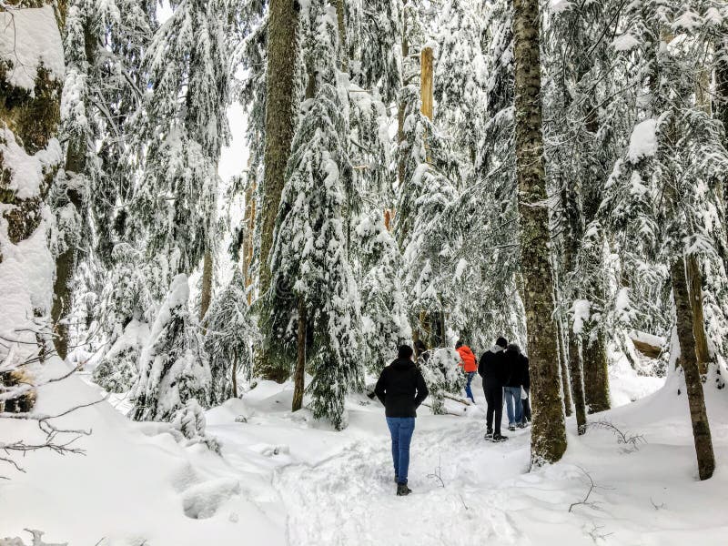 Μια ομάδα snowshoers που μέσω ενός όμορφου, μεγαλοπρεπούς παλαιού δάσους κέδρων αύξησης στοκ φωτογραφία με δικαίωμα ελεύθερης χρήσης