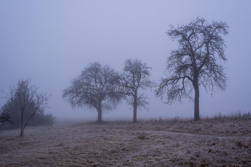 a misty morning in a winter landscape with bare apple trees on a frost covered meadow. a misty morning in a winter landscape with bare apple trees on a frost covered meadow