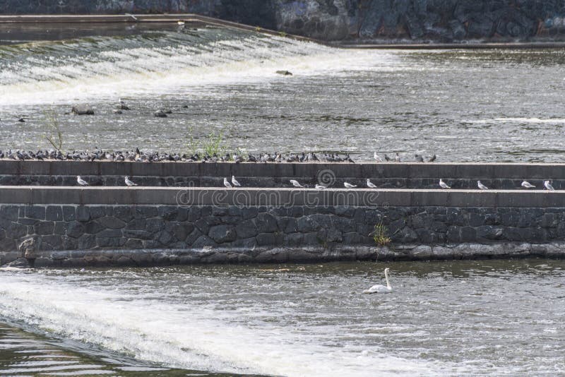 A frame with a stone and brick raised platform, on which rows of pigeons are seated, built in the middle of a water body wit dams built to check the flow. A frame with a stone and brick raised platform, on which rows of pigeons are seated, built in the middle of a water body wit dams built to check the flow