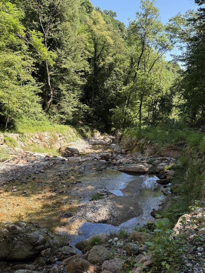 Μια περιοχή δάσους γαλήνης παρουσιάζει ένα στενό ρυάκι περιτριγυρισμένο από πράσινο στοκ φωτογραφίες με δικαίωμα ελεύθερης χρήσης