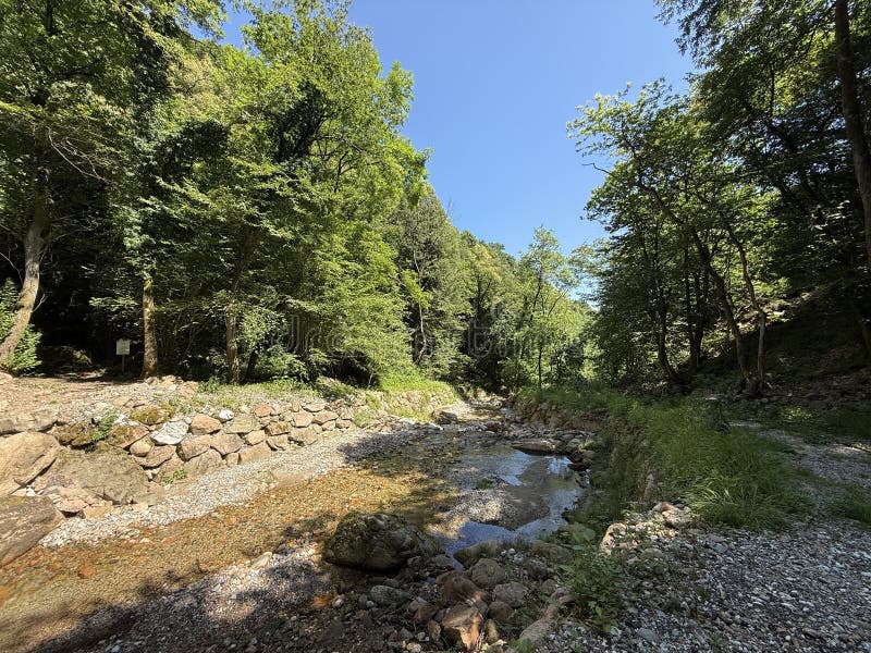 Μια περιοχή δάσους γαλήνης παρουσιάζει ένα στενό ρυάκι περιτριγυρισμένο από πράσινο στοκ εικόνες