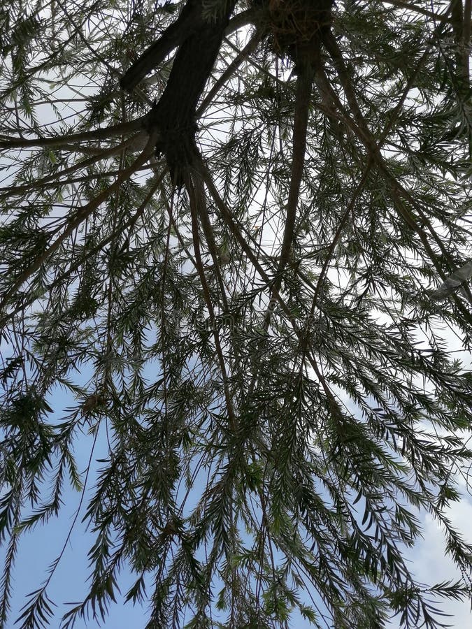 Μια όμορφη άποψη ενός δέντρου στο υπόβαθρο του ουρανού στοκ εικόνα Μια όμορφη άποψη ενός δέντρου στο υπόβαθρο του ουρανού στοκ εικόνα