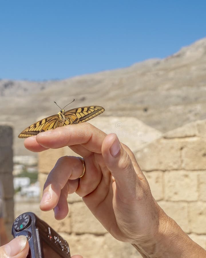 μια όμορφη κίτρινη και μαύρη πεταλούδα αναπαύεται πάνω σε ένα πρόσωπο που κρατά λίνδος, νησί ελλάδα στοκ εικόνες με δικαίωμα ελεύθερης χρήσης