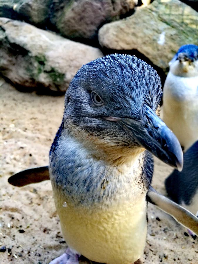 μικρά penguins στοκ φωτογραφίες μικρά penguins στοκ φωτογραφίες