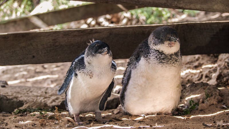 Μικρά penguins στο νησί Penguin, Rockingham, δυτική Αυστραλία στοκ εικόνα με δικαίωμα ελεύθερης χρήσης Μικρά penguins στο νησί Penguin, Rockingham, δυτική Αυστραλία στοκ εικόνα με δικαίωμα ελεύθερης χρήσης