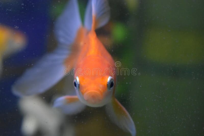 That fish is white and orange colors. it`s in a fish tank. That fish is white and orange colors. it`s in a fish tank...