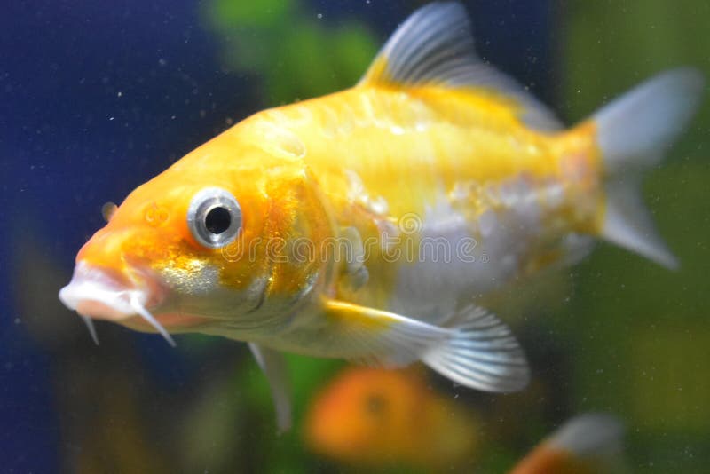 That fish is white and orange colors. it`s in a fish tank. That fish is white and orange colors. it`s in a fish tank.