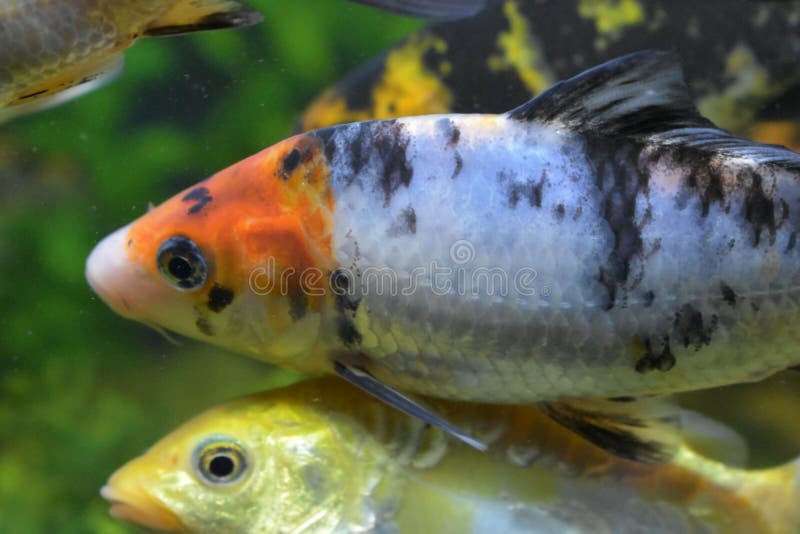 That fish is white and orange colors. it`s in a fish tank. there`s lot of fish here. That fish is white and orange colors. it`s in a fish tank. there`s lot of fish here.....