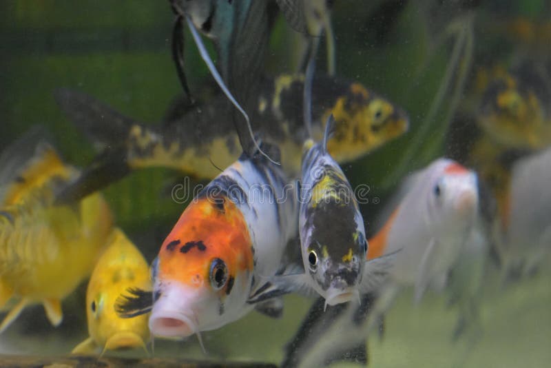 That fish is white, black and orange colors. it`s in a fish tank. That fish is white, black and orange colors. it`s in a fish tank.