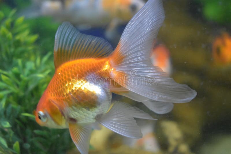 That fish is orange and white colors. it`s in a fish tank. That fish is orange and white colors. it`s in a fish tank.