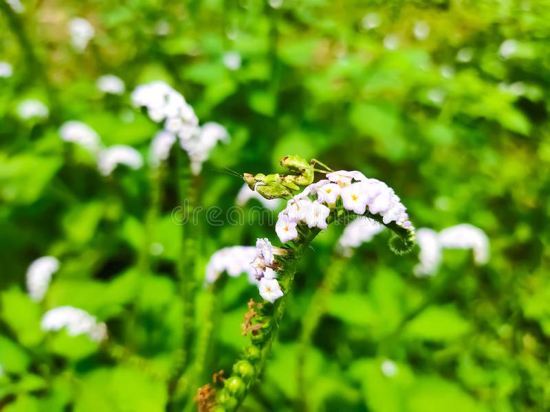 Μικρό νησί πράσινων ακρίδων στοκ φωτογραφία με δικαίωμα ελεύθερης χρήσης