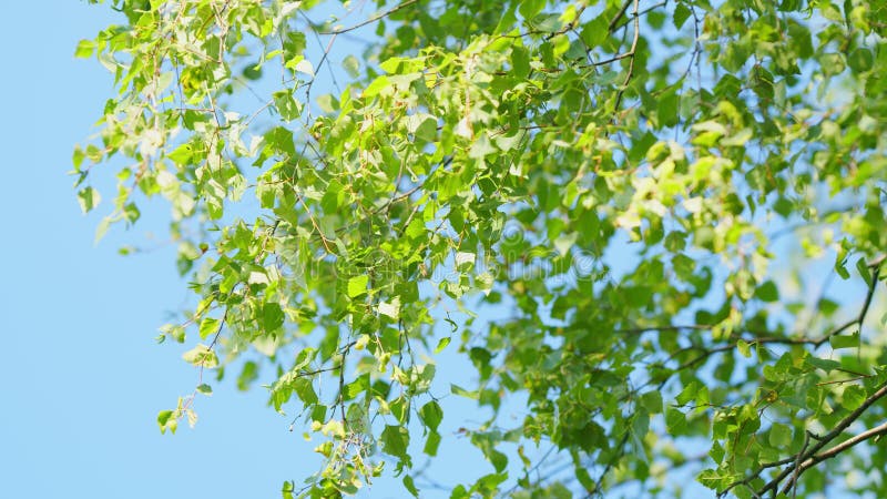 Slow motion. Young summer green leaves on faded background summer birch branch. Green leaves and drooping catkins. Slow motion. Young summer green leaves on faded background summer birch branch. Green leaves and drooping catkins.