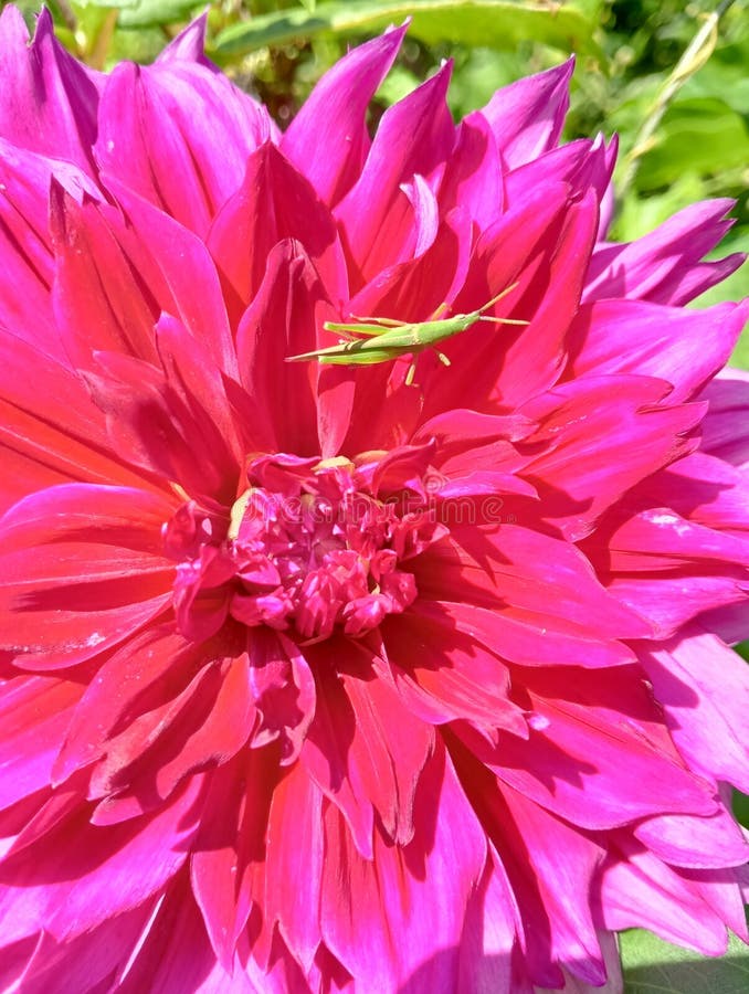μικρές ακρίδες που ψάχνουν για φαγητό σε μοβ ντάλια στοκ φωτογραφία με δικαίωμα ελεύθερης χρήσης