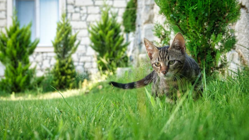 view of small kitten tabby cat chasing. view of small kitten tabby cat chasing