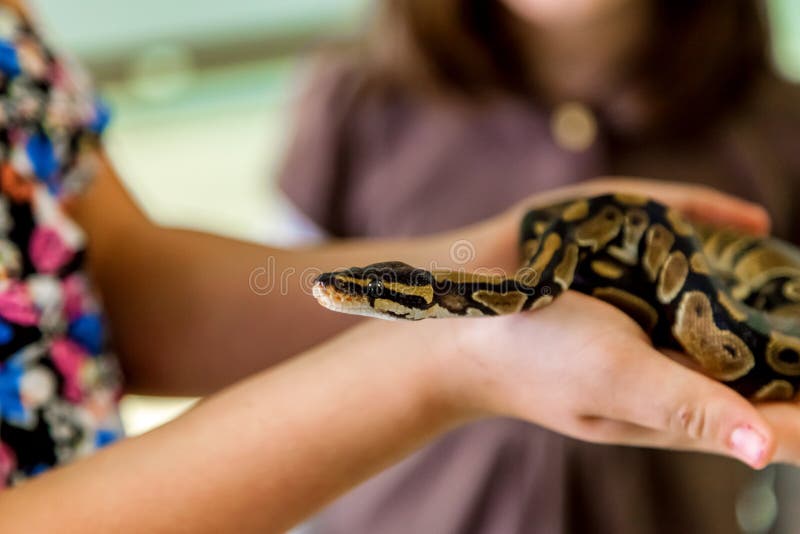 Μικρή σφαίρα Python στα χέρια ενός κοριτσιού στοκ φωτογραφίες με δικαίωμα ελεύθερης χρήσης Μικρή σφαίρα Python στα χέρια ενός κοριτσιού στοκ φωτογραφίες με δικαίωμα ελεύθερης χρήσης