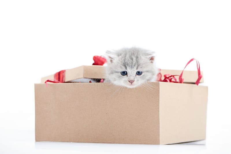 Μικρή χαριτωμένη χνουδωτή συνεδρίαση γατακιών στο διακοσμημένο κουτί από χαρτόνι και να φανεί εξωτερικό που είναι παρόν για την ε