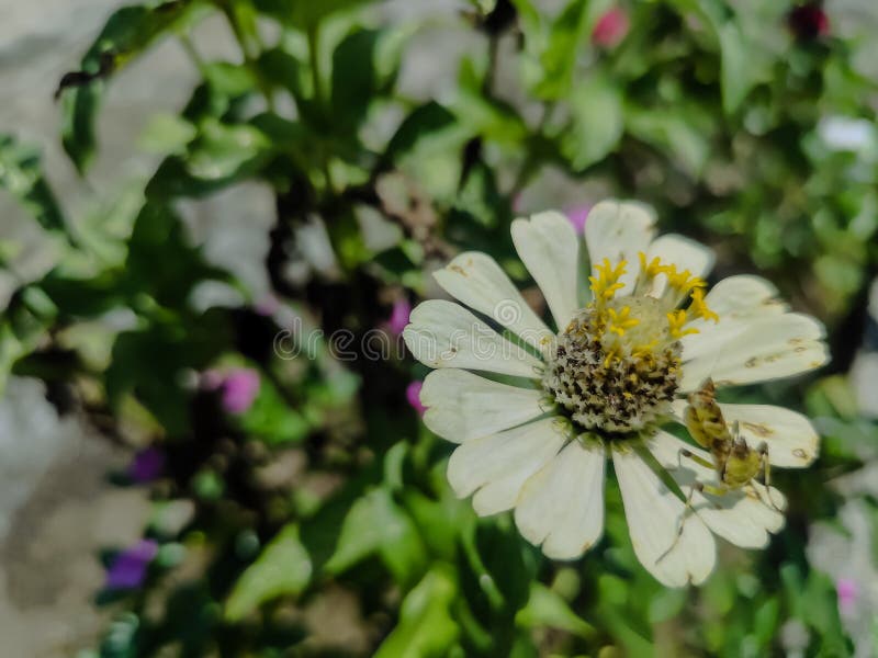 μικροί ακρίδες ηλιοβασίλεμα σε όμορφα απαλά λευκά λουλούδια στοκ φωτογραφίες
