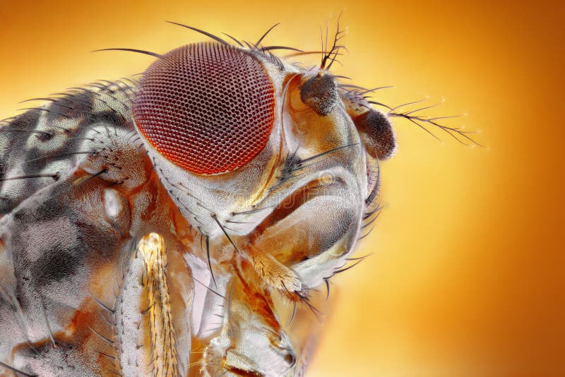 Microscopic detailed image of head and eye of a fruit fly. Microscopic detailed image of head and eye of a fruit fly.