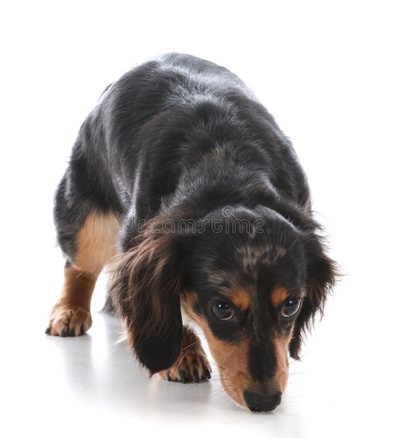 μικροσκοπικό dachshund που ρουθουνίζει το έδαφος στοκ φωτογραφία μικροσκοπικό dachshund που ρουθουνίζει το έδαφος στοκ φωτογραφία