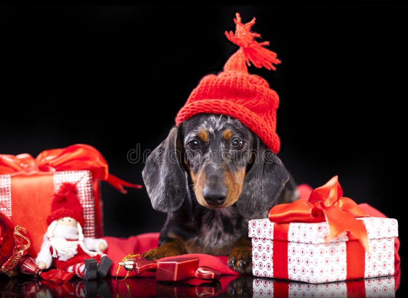Μικροσκοπικό dachshund που φορά το santa στοκ εικόνα
