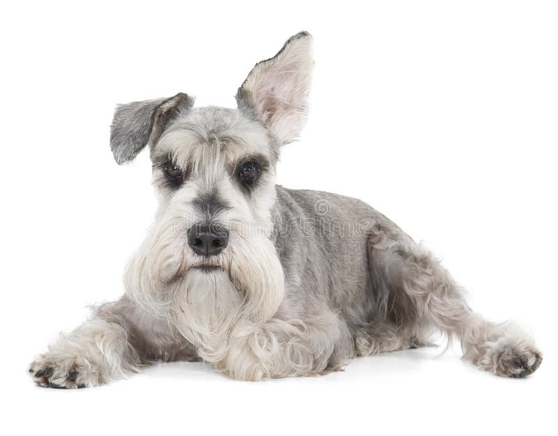 Μικροσκοπικό Schnauzer στοκ φωτογραφία με δικαίωμα ελεύθερης χρήσης Μικροσκοπικό Schnauzer στοκ φωτογραφία με δικαίωμα ελεύθερης χρήσης