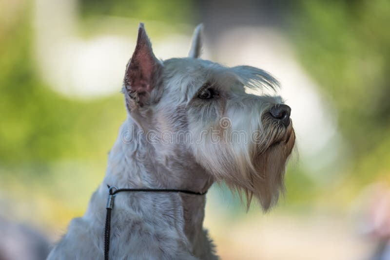Μικροσκοπικό άσπρο Schnauzer στοκ φωτογραφία Μικροσκοπικό άσπρο Schnauzer στοκ φωτογραφία