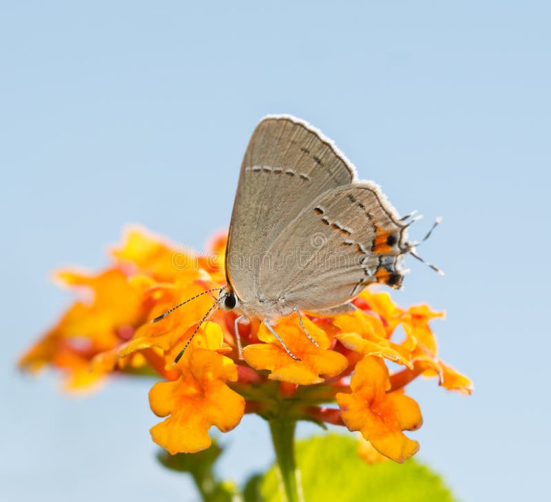 Μικροσκοπικό γκρίζο να ταΐσει Hairstreak με ένα ζωηρόχρωμο λουλούδι Lantana στοκ εικόνες με δικαίωμα ελεύθερης χρήσης Μικροσκοπικό γκρίζο να ταΐσει Hairstreak με ένα ζωηρόχρωμο λουλούδι Lantana στοκ εικόνες με δικαίωμα ελεύθερης χρήσης