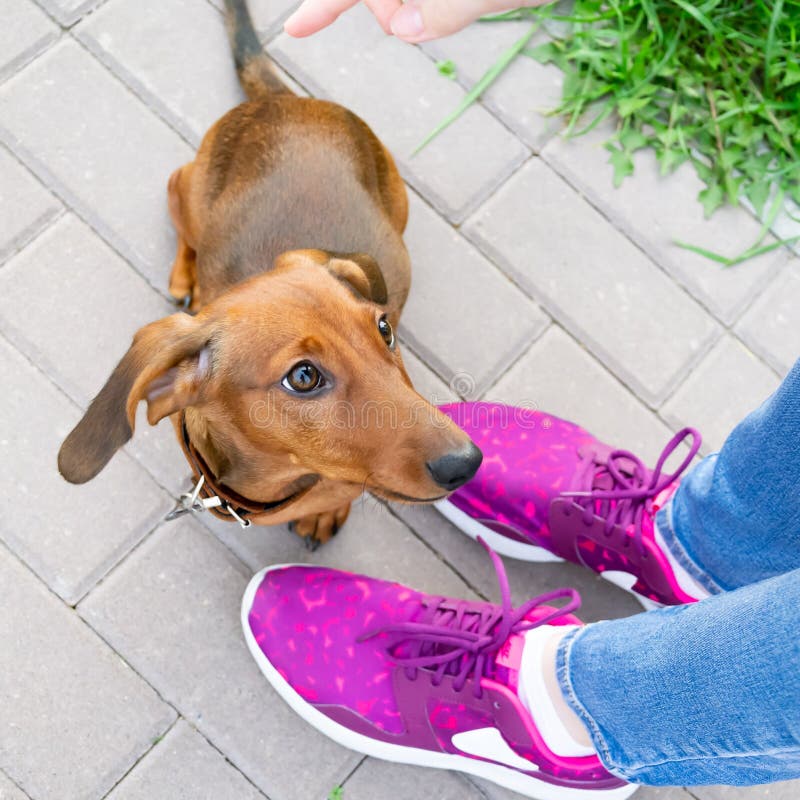 Μικροσκοπικό κουτάβι dachshund με τον ιδιοκτήτη του Ένα νέο ενεργητικό σκυλί τρέχει γύρω για έναν περίπατο στοκ εικόνες Μικροσκοπικό κουτάβι dachshund με τον ιδιοκτήτη του Ένα νέο ενεργητικό σκυλί τρέχει γύρω για έναν περίπατο στοκ εικόνες