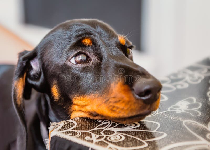 Μικροσκοπικό πορτρέτο dachshund των Μαύρων και κουταβιών μαυρίσματος που στηρίζεται το κεφάλι του σε έναν πίνακα στοκ φωτογραφία με δικαίωμα ελεύθερης χρήσης Μικροσκοπικό πορτρέτο dachshund των Μαύρων και κουταβιών μαυρίσματος που στηρίζεται το κεφάλι του σε έναν πίνακα στοκ φωτογραφία με δικαίωμα ελεύθερης χρήσης